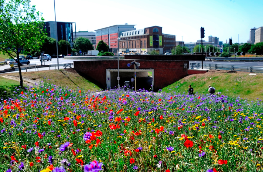 North Cross wildflower meadow to be bigger and better The Devon Daily